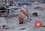 Image of bulldozer levels ground at Fire Base Myron Cambodia, 1970, second 30 stock footage video 65675030461