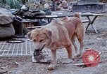 Image of bulldozer levels ground at Fire Base Myron Cambodia, 1970, second 32 stock footage video 65675030461
