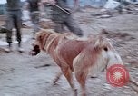 Image of bulldozer levels ground at Fire Base Myron Cambodia, 1970, second 34 stock footage video 65675030461