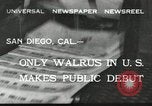 Immagine di Trichechi dall'Alaska San Diego California USA, 1932, secondo 1 filmato di repertorio 65675030533