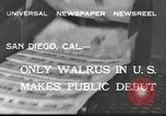 Immagine di Trichechi dall'Alaska San Diego California USA, 1932, secondo 3 filmato di repertorio 65675030533