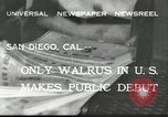Immagine di Trichechi dall'Alaska San Diego California USA, 1932, secondo 4 filmato di repertorio 65675030533
