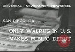 Immagine di Trichechi dall'Alaska San Diego California USA, 1932, secondo 5 filmato di repertorio 65675030533