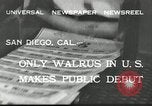 Immagine di Trichechi dall'Alaska San Diego California USA, 1932, secondo 6 filmato di repertorio 65675030533