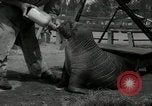 Immagine di Trichechi dall'Alaska San Diego California USA, 1932, secondo 13 filmato di repertorio 65675030533
