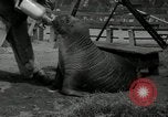 Immagine di Trichechi dall'Alaska San Diego California USA, 1932, secondo 14 filmato di repertorio 65675030533