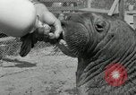 Immagine di Trichechi dall'Alaska San Diego California USA, 1932, secondo 15 filmato di repertorio 65675030533