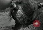 Immagine di Trichechi dall'Alaska San Diego California USA, 1932, secondo 18 filmato di repertorio 65675030533