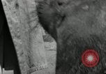 Immagine di Trichechi dall'Alaska San Diego California USA, 1932, secondo 23 filmato di repertorio 65675030533