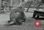 Immagine di Trichechi dall'Alaska San Diego California USA, 1932, secondo 24 filmato di repertorio 65675030533