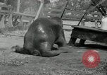 Immagine di Trichechi dall'Alaska San Diego California USA, 1932, secondo 25 filmato di repertorio 65675030533