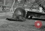 Immagine di Trichechi dall'Alaska San Diego California USA, 1932, secondo 26 filmato di repertorio 65675030533