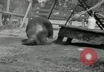 Immagine di Trichechi dall'Alaska San Diego California USA, 1932, secondo 27 filmato di repertorio 65675030533