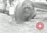 Immagine di Trichechi dall'Alaska San Diego California USA, 1932, secondo 28 filmato di repertorio 65675030533