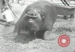 Immagine di Trichechi dall'Alaska San Diego California USA, 1932, secondo 29 filmato di repertorio 65675030533