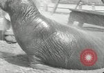 Immagine di Trichechi dall'Alaska San Diego California USA, 1932, secondo 30 filmato di repertorio 65675030533
