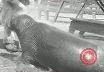 Immagine di Trichechi dall'Alaska San Diego California USA, 1932, secondo 31 filmato di repertorio 65675030533