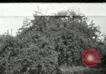 Standbild Obstanlagen United States USA, 1916, aus Sekunde 1 historischem Filmmaterial Videoclip 65675030537