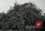 Standbild Obstanlagen United States USA, 1916, aus Sekunde 3 historischem Filmmaterial Videoclip 65675030537