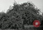 Standbild Obstanlagen United States USA, 1916, aus Sekunde 5 historischem Filmmaterial Videoclip 65675030537