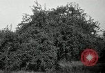 Standbild Obstanlagen United States USA, 1916, aus Sekunde 6 historischem Filmmaterial Videoclip 65675030537