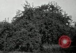 Standbild Obstanlagen United States USA, 1916, aus Sekunde 7 historischem Filmmaterial Videoclip 65675030537