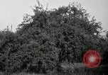 Standbild Obstanlagen United States USA, 1916, aus Sekunde 8 historischem Filmmaterial Videoclip 65675030537