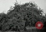 Standbild Obstanlagen United States USA, 1916, aus Sekunde 9 historischem Filmmaterial Videoclip 65675030537