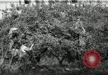 Standbild Obstanlagen United States USA, 1916, aus Sekunde 11 historischem Filmmaterial Videoclip 65675030537