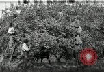 Standbild Obstanlagen United States USA, 1916, aus Sekunde 12 historischem Filmmaterial Videoclip 65675030537