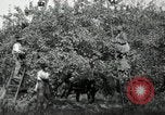 Standbild Obstanlagen United States USA, 1916, aus Sekunde 13 historischem Filmmaterial Videoclip 65675030537