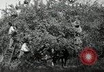 Standbild Obstanlagen United States USA, 1916, aus Sekunde 14 historischem Filmmaterial Videoclip 65675030537