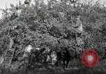Standbild Obstanlagen United States USA, 1916, aus Sekunde 15 historischem Filmmaterial Videoclip 65675030537