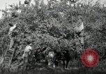 Standbild Obstanlagen United States USA, 1916, aus Sekunde 16 historischem Filmmaterial Videoclip 65675030537