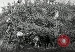 Standbild Obstanlagen United States USA, 1916, aus Sekunde 17 historischem Filmmaterial Videoclip 65675030537