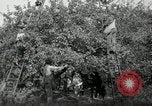 Standbild Obstanlagen United States USA, 1916, aus Sekunde 18 historischem Filmmaterial Videoclip 65675030537