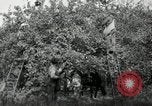 Standbild Obstanlagen United States USA, 1916, aus Sekunde 19 historischem Filmmaterial Videoclip 65675030537