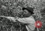 Standbild Obstanlagen United States USA, 1916, aus Sekunde 23 historischem Filmmaterial Videoclip 65675030537