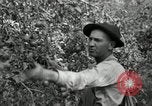 Standbild Obstanlagen United States USA, 1916, aus Sekunde 26 historischem Filmmaterial Videoclip 65675030537