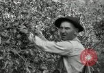 Standbild Obstanlagen United States USA, 1916, aus Sekunde 28 historischem Filmmaterial Videoclip 65675030537