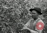 Standbild Obstanlagen United States USA, 1916, aus Sekunde 30 historischem Filmmaterial Videoclip 65675030537