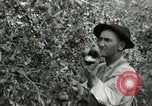 Standbild Obstanlagen United States USA, 1916, aus Sekunde 31 historischem Filmmaterial Videoclip 65675030537