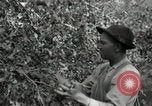 Standbild Obstanlagen United States USA, 1916, aus Sekunde 32 historischem Filmmaterial Videoclip 65675030537