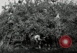 Standbild Obstanlagen United States USA, 1916, aus Sekunde 41 historischem Filmmaterial Videoclip 65675030537