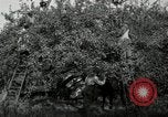 Standbild Obstanlagen United States USA, 1916, aus Sekunde 42 historischem Filmmaterial Videoclip 65675030537