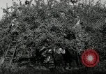 Standbild Obstanlagen United States USA, 1916, aus Sekunde 43 historischem Filmmaterial Videoclip 65675030537