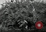 Standbild Obstanlagen United States USA, 1916, aus Sekunde 45 historischem Filmmaterial Videoclip 65675030537