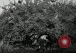 Standbild Obstanlagen United States USA, 1916, aus Sekunde 47 historischem Filmmaterial Videoclip 65675030537