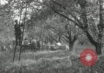 Standbild Obstanlagen United States USA, 1916, aus Sekunde 50 historischem Filmmaterial Videoclip 65675030537