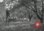 Standbild Obstanlagen United States USA, 1916, aus Sekunde 56 historischem Filmmaterial Videoclip 65675030537